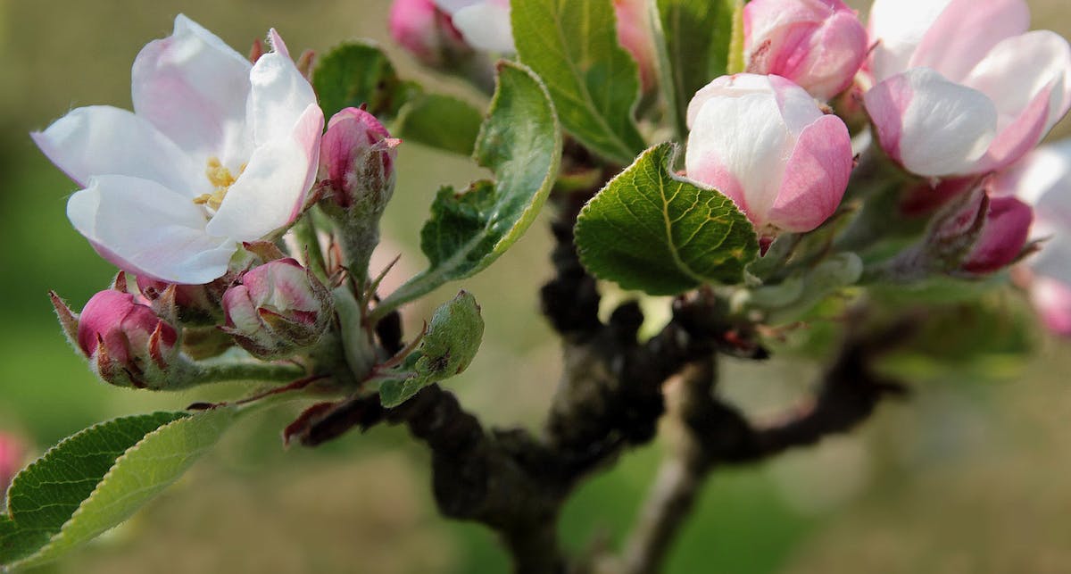 Michigan State Flower The Apple Blossom Proflowers Blog