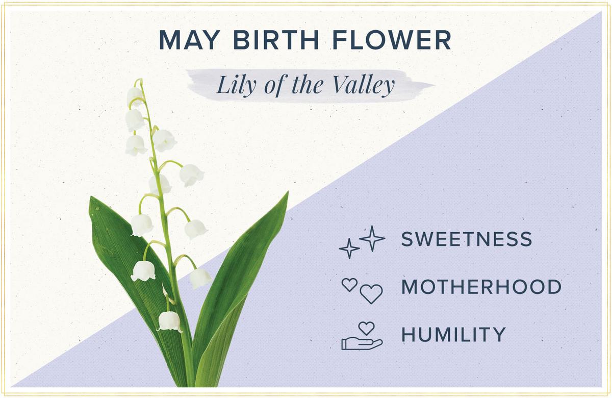 Birthday Flowers The Complete Guide of Birth Month Flowers