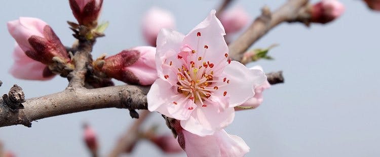 Delaware State Flower - The Peach Blossom - ProFlowers Blog